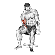 biceps leg concentration curl exercise demonstration